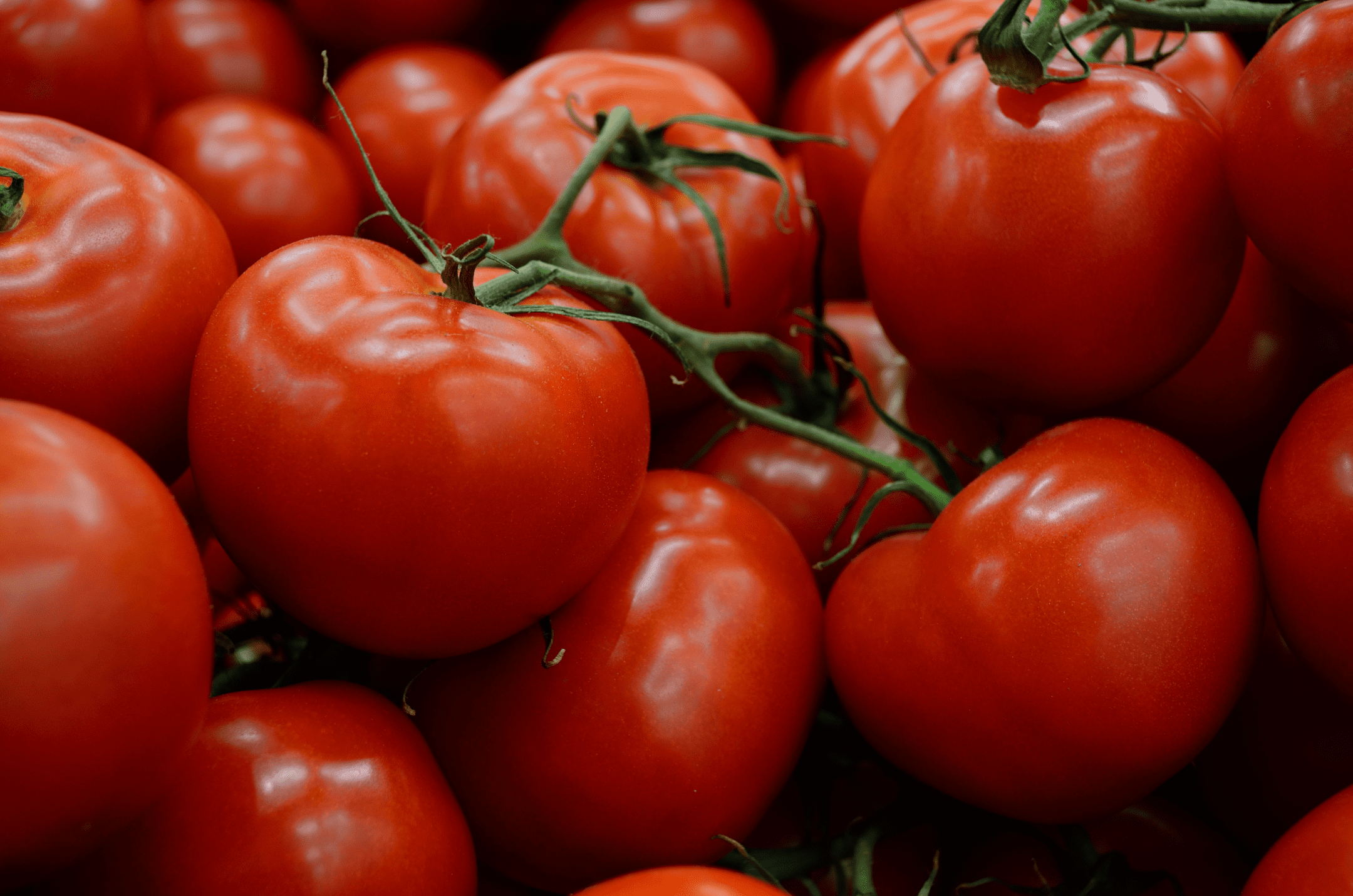 close up photography of red tomatoes on green vine
