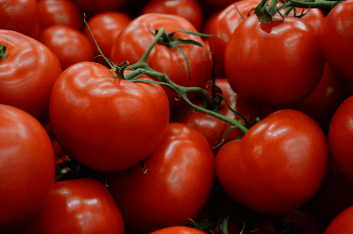 close up photography of red tomatoes on green vine