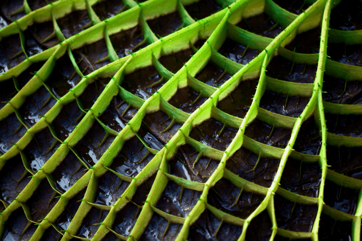 close up shot of green and dark brown plant