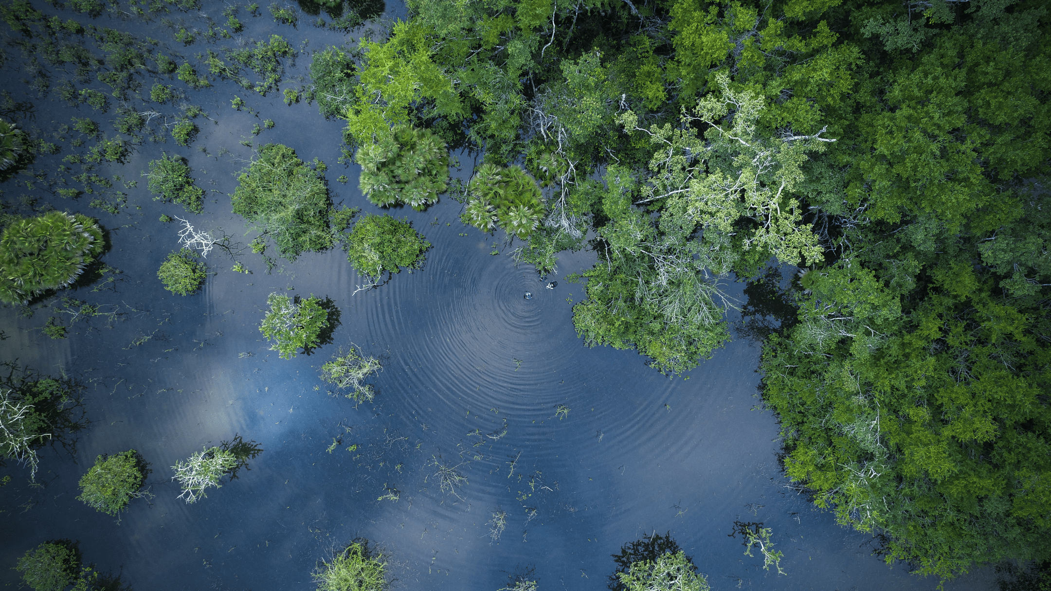 aerial photograph of water and green jungle plants