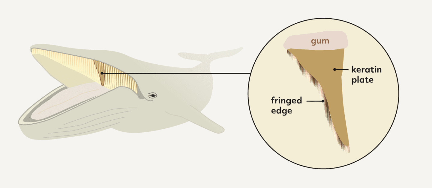 illustration showing how baleen plates are positioned in the whales mouth and a detail view of one plate.
