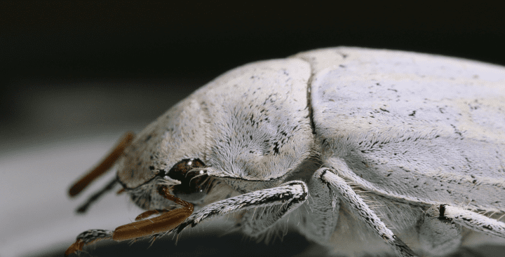 macro image of white beetle head